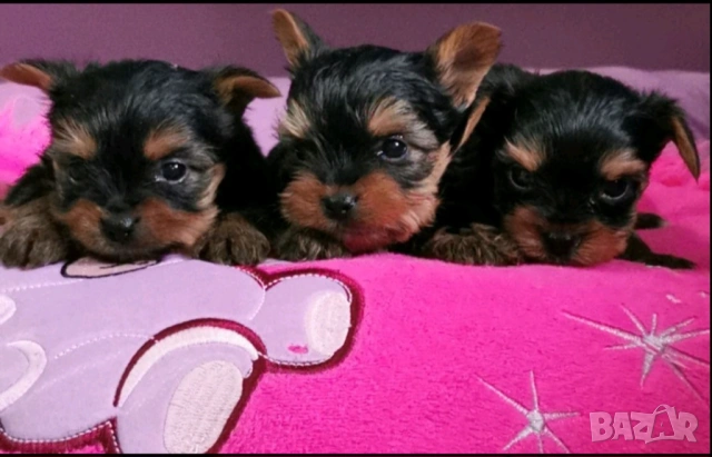 Йоркширски териер 