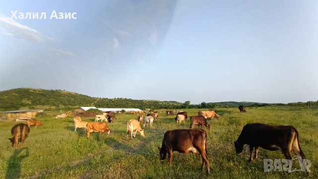 Продавам стадо крави джарсей. 34 броя редовни дойни. Повечето са бременни 7-ми месец.