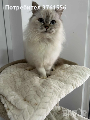 Персийско женско коте , снимка 13 - Персийска - 53438324