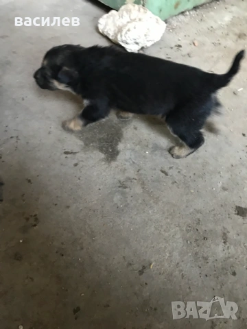 немска овчарка, снимка 3 - Немска овчарка - 53832464