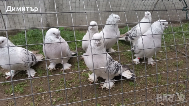 Продавам Мардини 