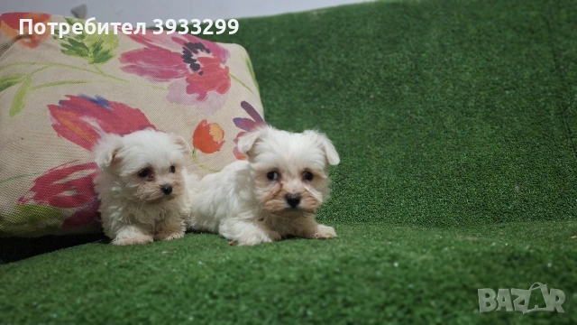 малтийска болонка мини болонки , снимка 7 - Болонка - 53410962