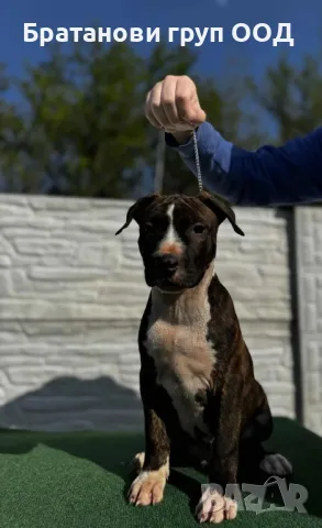 Американски Стафордширски териер, снимка 2 - Американски стафордширски териер - 49782173