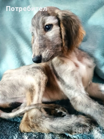 Афганска хрътка, снимка 2 - Хрътка - 51161887