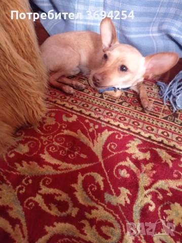 Мини пинчар