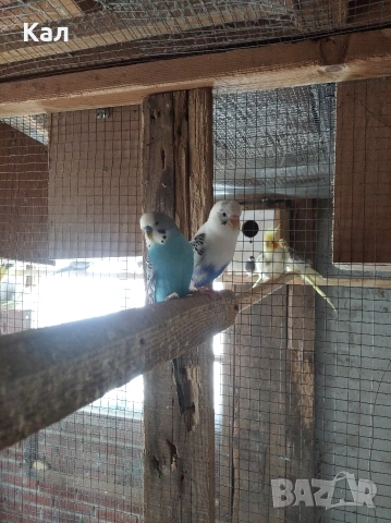 Вълнисти папагали, снимка 2 - Папагали - 53846560