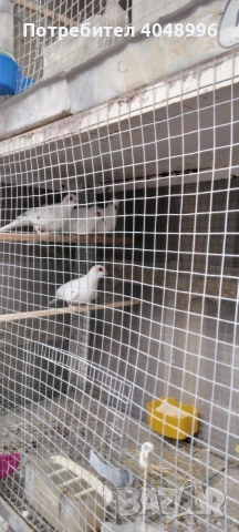 Диамантени гугутки, снимка 10 - други­ - 53929116