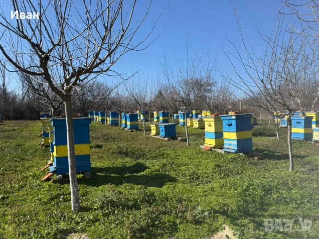 пчелни семейктва