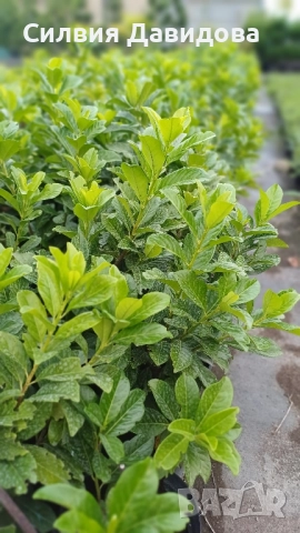 Лавровишня 