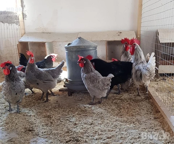 свободни петлета Брезе , снимка 5 - други­ - 53512605