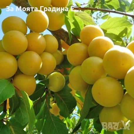 Руска слива - Жълта Афъзка , снимка 4 - Градински цветя и растения - 53618224