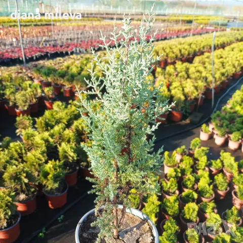 Аризонски Кипарис (Cupressus arizonica), снимка 13 - Градински цветя и растения - 47841594