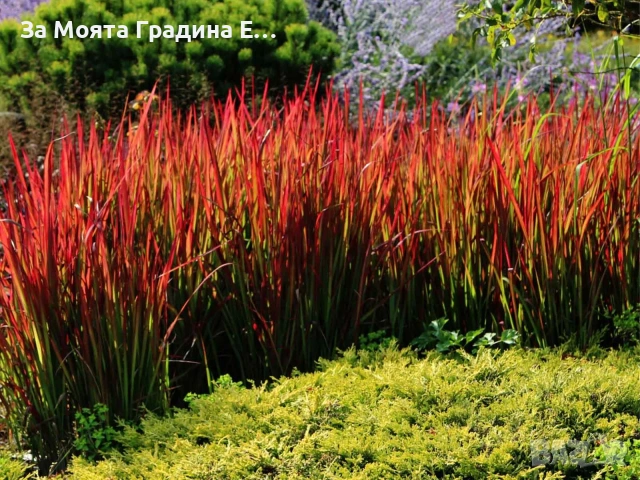 Императа , снимка 5 - Градински цветя и растения - 54020275