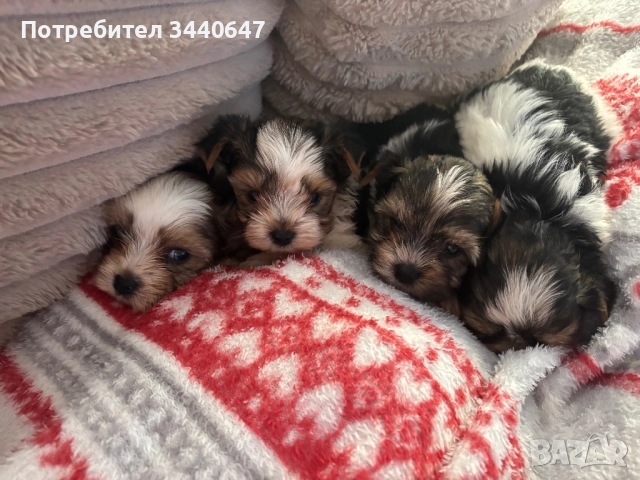 Мъжко йорки