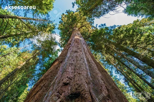 Нови качествени 15 семена от гигантска секвоя мамутово дърво sequoiadendron giganteum за декорация, снимка 8 - Сортови семена и луковици - 50220925