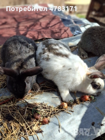 Зайци, снимка 4 - Други - 54037165