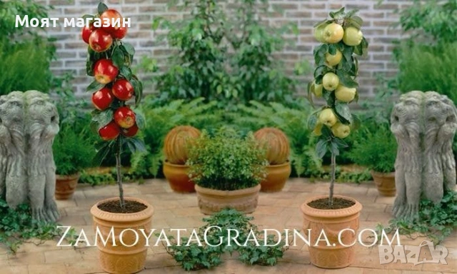 Мини дръвчета, снимка 2 - Градински цветя и растения - 53631614