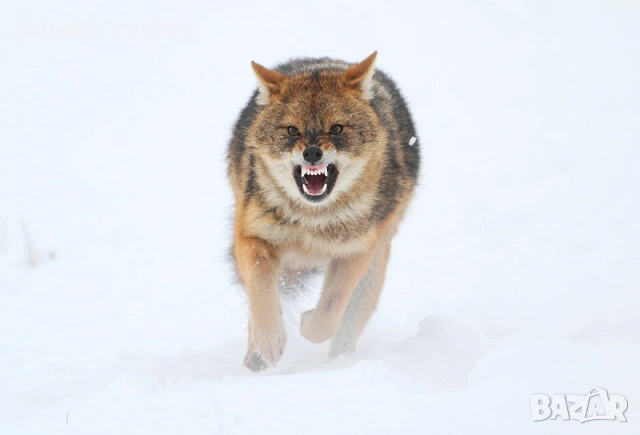 Дигитални авторски фотографии на природа(птици, бозайници, пеперуди, влечуги, земноводни и др.), снимка 8 - Други - 53943304