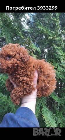 той пудел пуделче момче, снимка 4 - Пудели - 53531999