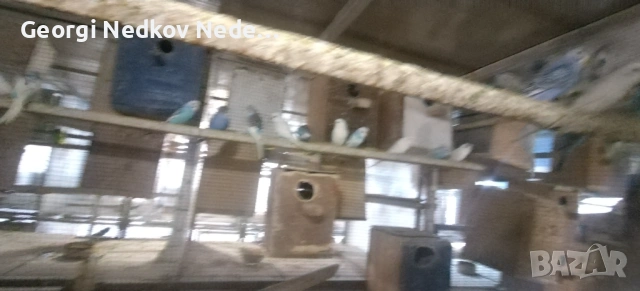 Продавам вълнисти , снимка 4 - Папагали - 53025277