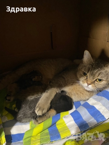 Британски късокосмести котенца, снимка 5 - Британска късокосместа - 47976326