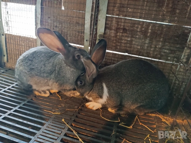 Продавам зайци., снимка 3 - Други - 28102153