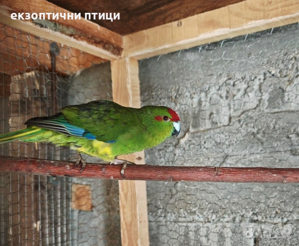 Продавам Кикирики, снимка 2 - Папагали - 53637780