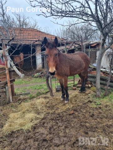 Продава се женски катър, снимка 5 - Коне - 53063044