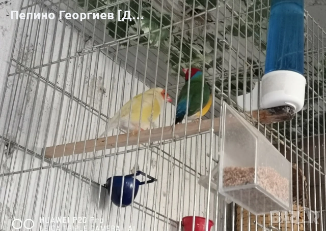 Гулдови Амадини, снимка 5 - Амадини - 53388526