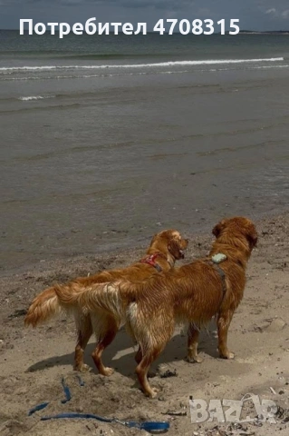 Голдън ретривър момченце, снимка 9 - Голдън ретривър - 53614153