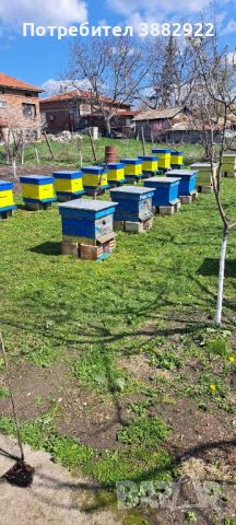 пчелни семейства , снимка 1 - За пчели - 45096701