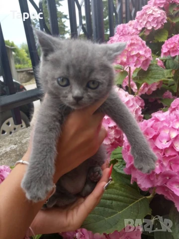 Британчета британски котета мъжко и женско, снимка 1