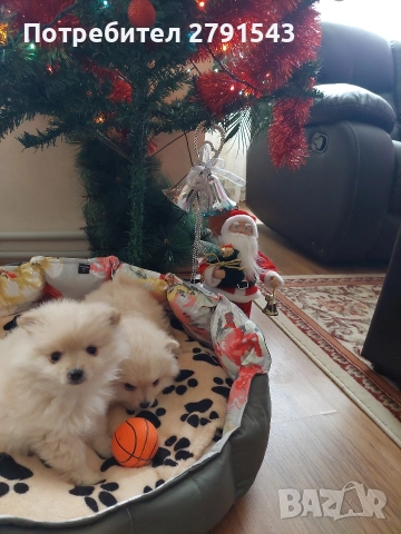 померан померанче , снимка 4 - Померан - 52876853