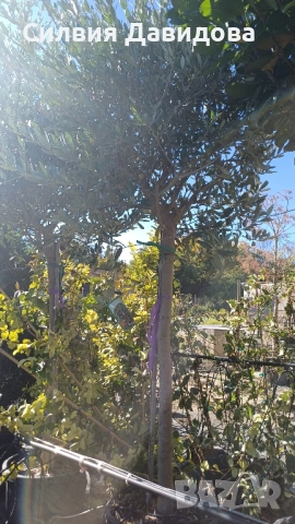 Маслина Европейска, снимка 4 - Градински цветя и растения - 52508763