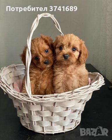 Cavapoo кученца, снимка 1 - Други - 45958871