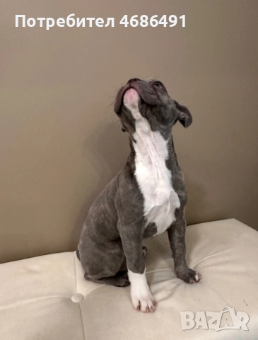 Син Френски Булдог, снимка 3 - Френски булдог - 52835830