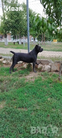 Cane Corso Italiano, снимка 10 - Търси партньор - 53836498
