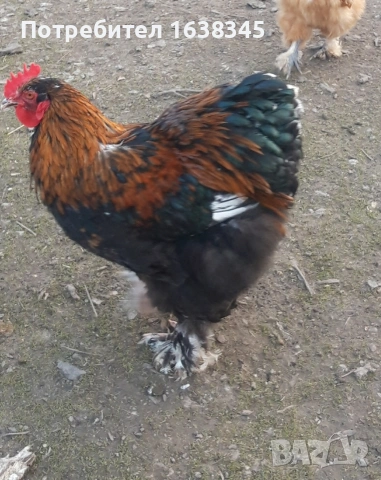 КОХИН СТАНДАРТ 