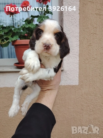 Спрингер Шпаньол , снимка 3 - Шпаньоли - 52334906