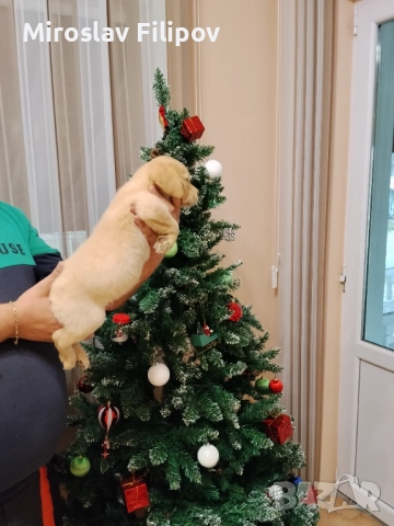 Лабрадор 3-мъжки 2-женски , снимка 11 - Лабрадор ретривър - 52869132