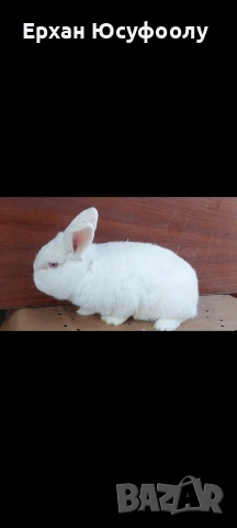 Токачки Зайци, снимка 4 - Други животни - 53297235