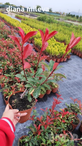 Фотиния Ред Робин, Photinia fr. Red Robin, снимка 11 - Градински цветя и растения - 49185099