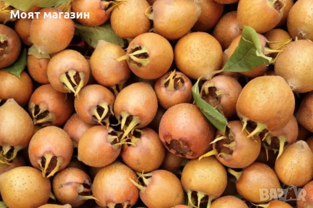 Мушмула, снимка 2 - Градински цветя и растения - 53632401