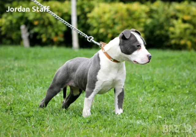 *Американски Стафордшир Териер бебета с FCI родословие- Jordan Staff Kennel*, снимка 13 - Американски стафордширски териер - 28596325