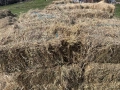 Бали сено 2.50 €, снимка 2