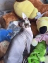 Котенца Канадски Сфинкс, снимка 10
