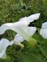 Ангелски тромпети , снимка 1 - Градински цветя и растения - 45294557