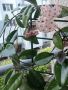 хоя карноза -розова , снимка 1 - Стайни растения - 29024183
