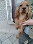 Кокер Шпаньол , снимка 1