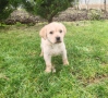 Лабрадор - женско , снимка 2